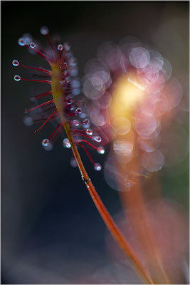 Mittlerer Sonnentau (Drosera intermedia), Schweden, Västra Götalands län