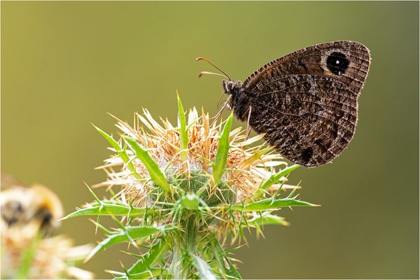 Satyrus actaea, Spanien, Prov. Lleida