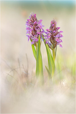 Fleischfarbene Fingerwurz (Dactylorhiza incarnata), Schweden, Gotland
