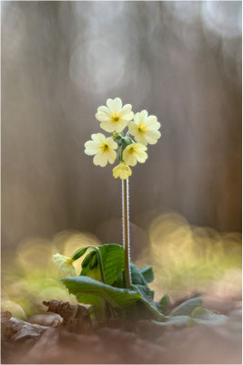 Hohe Schlüsselblume (Primula elatior), Deutschland, Baden-Württemberg