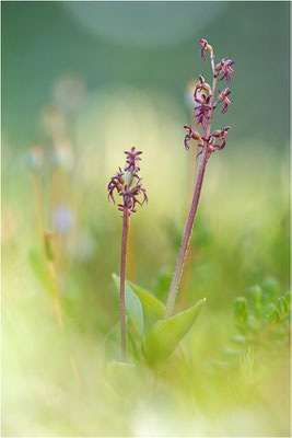 Kleines Zweiblatt (Listera cordata), Norrbotten, Schweden