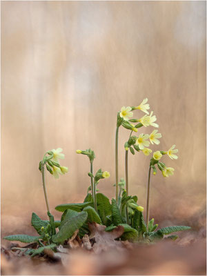 Hohe Schlüsselblume (Primula elatior), Deutschland, Baden-Württemberg