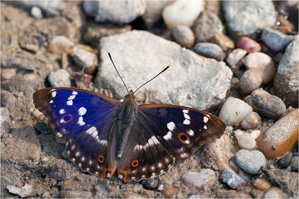 Kleiner Schillerfalter (Apatura ilia), Männchen, Deutschland, Baden-Württemberg