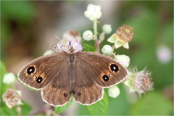 Weißkernauge (Satyrus ferula), Weibchen, Frankreich, Ardèche
