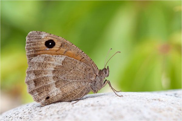 Weißkernauge (Satyrus ferula), Weibchen, Frankreich, Ardèche