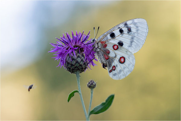 Roter Apollo (Parnassius apollo leovigildus), Frankreich, Dep. Alpes-de-Haute-Provence