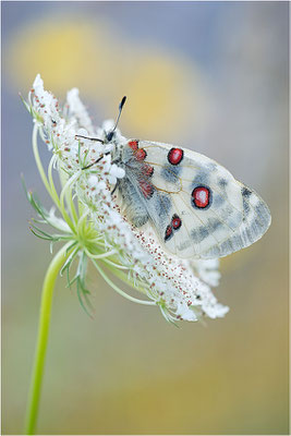 Roter Apollo (Parnassius apollo lithographicus), Deutschland, Oberbayern