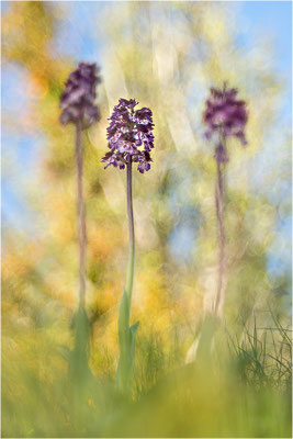 Purpur-Knabenkraut (Orchis purpurea), Frankreich, Drôme