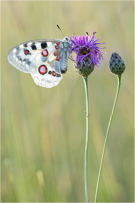 Roter Apollo (Parnassius apollo lithographicus), Deutschland, Oberbayern