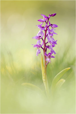 Manns-Knabenkraut (Orchis mascula), Frankreich, Drôme