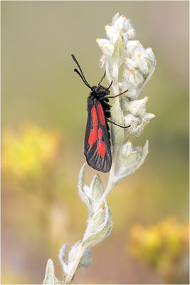 Südliches Platterbsen-Widderchen (Zygaena romeo), Italien, Region Aostatal, 900m