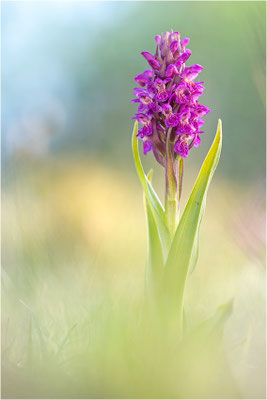 Dactylorhiza ×guillaumeae (?)