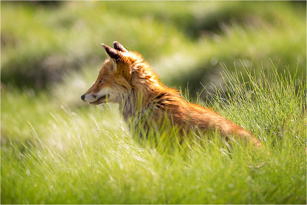 Rotfuchs (Vulpes vulpes), Italien, Region Aostatal, 2200m