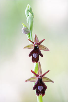 Ophrys x royanensis (=drumana x insectifera), Frankreich, Dep. Isere