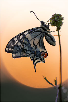 Schwalbenschwanz (Papilio machaon), Deutschland, Baden-Württemberg