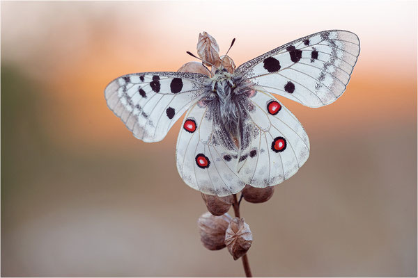 Roter Apollo (Parnassius apollo lozerae), Frankreich, Dep. Lozere