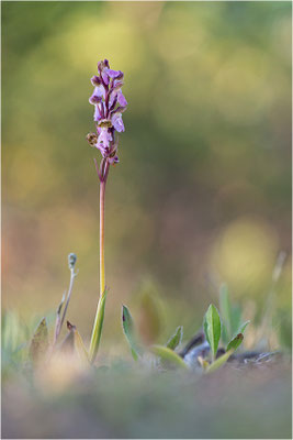 Spitzels Knabenkraut (Orchis spitzelii), Schweden, Gotland