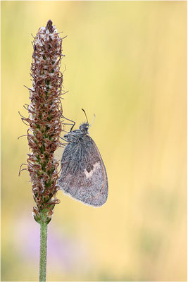 Kleines Wiesenvögelchen (Coenonympha pamphilus), Deutschland, Baden-Württemberg