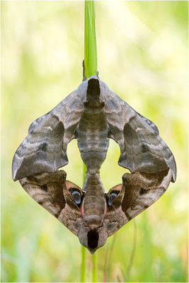 Abendpfauenauge (Smerinthus ocellata), Paarung, Deutschland, Baden-Württemberg