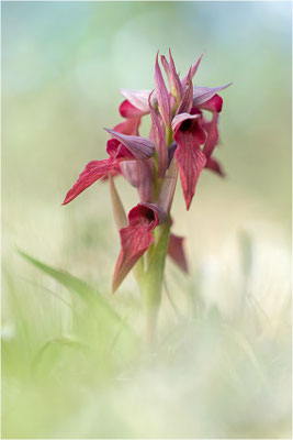 Verkannter Zungenstendel (Serapias neglecta), Frankreich, Var