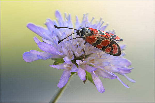 Esparsetten-Widderchen (Zygaena carniolica), Frankreich, Jura