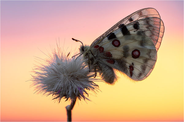 Roter Apollo (Parnassius apollo nivatus), Frankreich, Dep. Jura