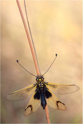 Langfühleriger Schmetterlingshaft (Libelloides longicornis), Weibchen, Frankreich, Ardèche