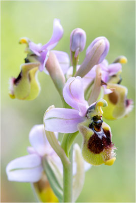 Übersehene Ragwurz (Ophrys neglecta)