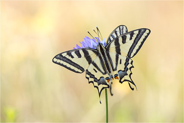 Südlicher Schwalbenschwanz (Papilio alexanor destelensis), Männchen, Frankreich, Dep. Vaucluse