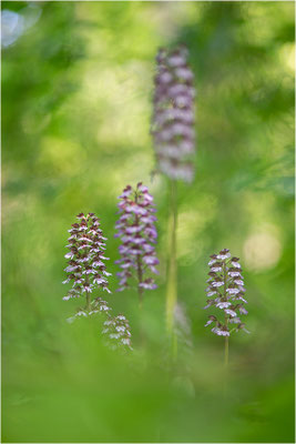 Purpur-Knabenkraut (Orchis purpurea), Deutschland, Baden-Württemberg