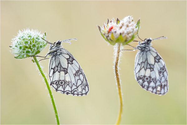 Schachbrettfalter (Melanargia galathea), Männchen, Deutschland, Baden-Württemberg