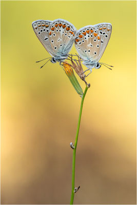 Hauhechel-Bläuling (Polyommatus icarus), Männchen, Spanien, Pyrenäen, Prov. Lleida