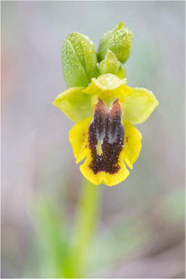 Ophrys lutea