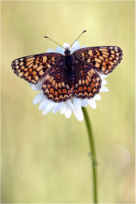 Flockenblumen-Scheckenfalter (Melitaea phoebe), Frankreich, Ardèche