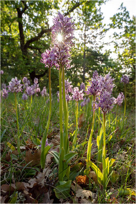 Affen-Knabenkraut (Orchis simia), Frankreich, Drôme