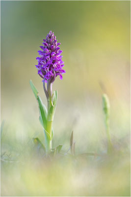 Dactylorhiza incarnata