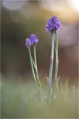 Dreizähniges Knabenkraut (Neotinea tridentata), Dep. Drôme, Frankreich
