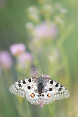 Roter Apollo (Parnassius apollo substitutus), Frankreich, Savoyen