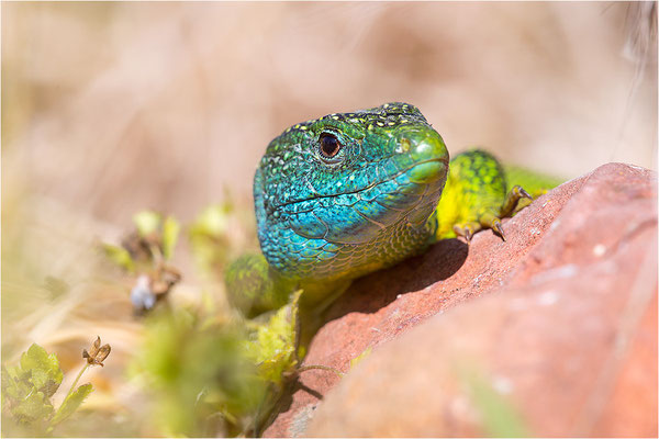 Westliche Smaragdeidechse (Lacerta bilineata), Männchen, Frankreich, Ardèche