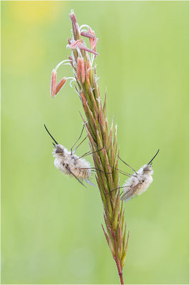 Kleiner Wollschweber (Bombylius minor), Deutschland, Baden-Württemberg