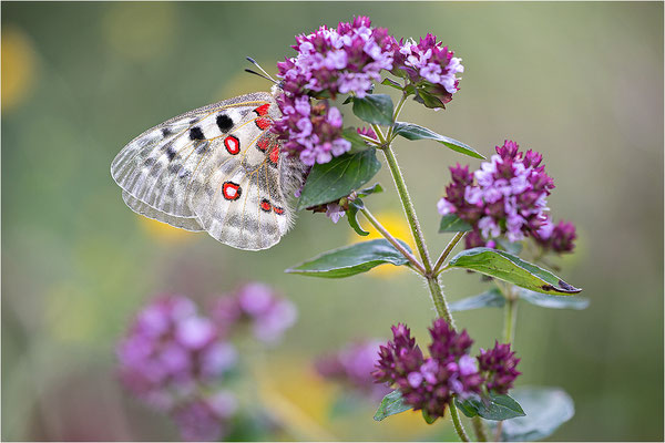 Roter Apollo (Parnassius apollo geminus), Schweiz, Kanton Bern