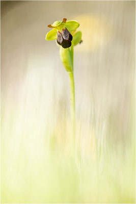 Ophrys eleonorae