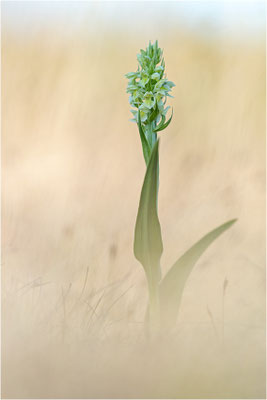 Strohgelbe Fingerwurz (Dactylorhiza ochroleuca), Schweden, Gotland