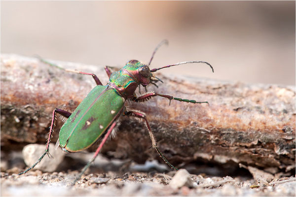Feld-Sandlaufkäfer (Cicindela campestris), Deutschland, Baden-Württemberg
