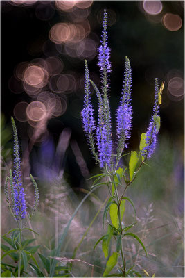 Langblättriger Ehrenpreis (Veronica longifolia), Deutschland, Baden-Württemberg