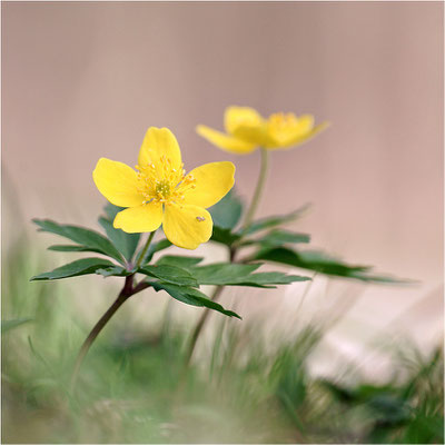 Gelbes Windröschen (Anemone ranunculoides), Deutschland, Baden-Württemberg