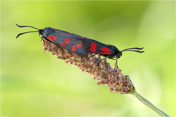 Sechsfleck-Widderchen (Zygaena filipendulae), Paarung, Deutschland, Baden-Württemberg