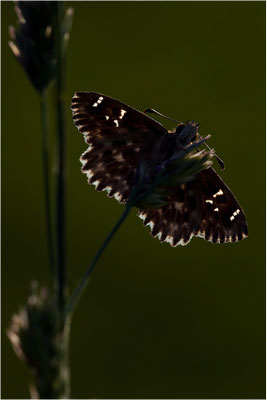 Malven-Dickkopffalter (Carcharodus alceae), Deutschland, Baden-Württemberg