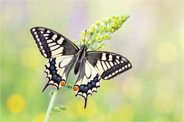 Schwalbenschwanz (Papilio machaon), Deutschland, Baden-Württemberg