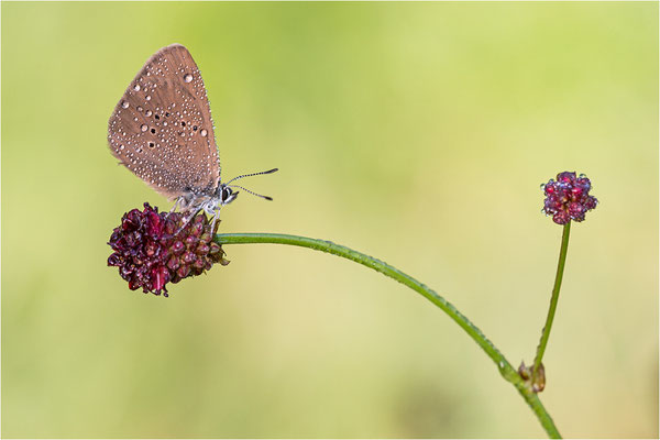 Dunkler Wiesenknopf-Ameisenbläuling (Phengaris nausithous), Deutschland, Baden-Württemberg